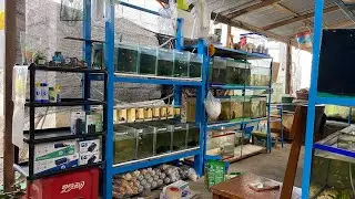 Betta update | may bago kaming stock
