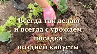 Так мало кто делает. Посадка рассады поздней капусты сроки высадки и уход