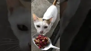 Cat waiting for me #cat  #streetcats  #catfeeding  #catfood