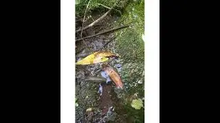 А вам приходилось видеть такое?🤔🏞🌞💦🌿🍀💚