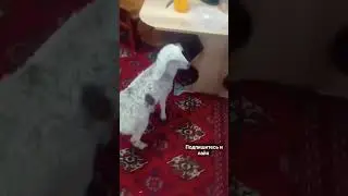 Марьям растёт уже два месяца её, чуть не ногадила в ковёр 😅#home#video#shorts#