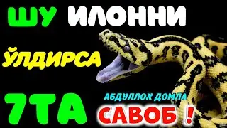 Шу илонни ўлдирганга 7 та савоб°Абдуллох домла°Abdulloh domla°Ilmnuri