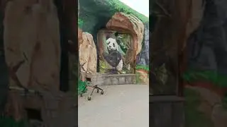 ⚡Новый Вольер для панда Катюша 🐼♥️ и панды Диндин
