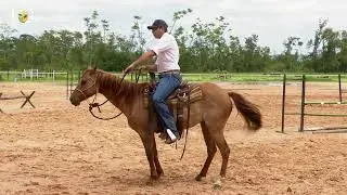 The first time outside the round pen in the taming