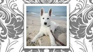 White German Shepherd Dog breed