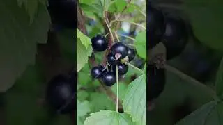 Шапки.Дачные дары