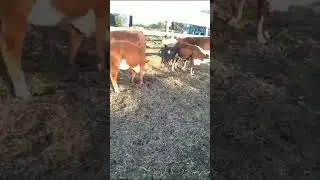 бык осеменитель ,осмотр коров после стада .