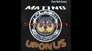 Mating season is upon us[American Bully]
