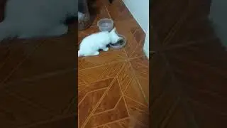 si puti kumakain ng catfood