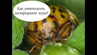 БИОПРЕПАРАТ против КОЛОРАДСКОГО ЖУКА 