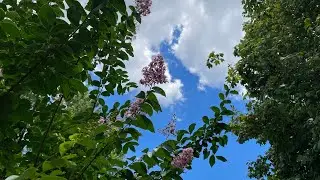 Gorgeous tall, blooming Crepe Myrtle in Cincinnati