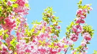 FLYING OVER JAPAN  4K UHD    Relaxing Music Along With Beautiful Nature Videos   4K Video Ultra HD