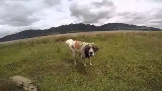 CAMINATA PERRUNA EMBALSE DEL NEUSA