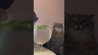 Кот Степан | Трезвость это ваше нормальное состояние | Cat Stepan