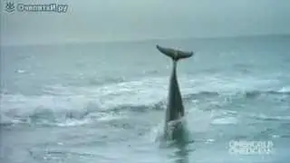 Влюблённый дельфин и собака