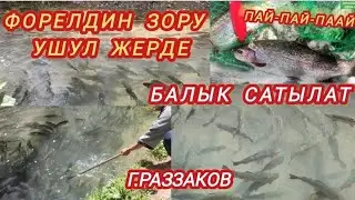 ФОРЕЛЬ Балыкдин Зору Ушул Жерде 650.Сом САТЫЛАТ Г.Раззаков Тел +996 779 767 104