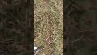 КОСЯК ГУСЕЙ ВЛЕТЕЛ В ЛИНИИ ЭЛЕКТРО ПЕРЕДАЧИ