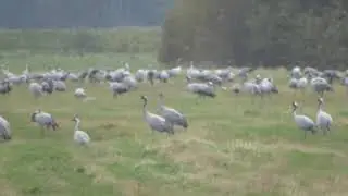 Журавли