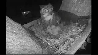 Ennis Great Horned Owlet Gulps Snake