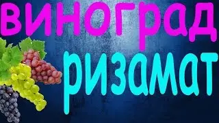 Виноград Ризамат ➨➨➨➨➨➨