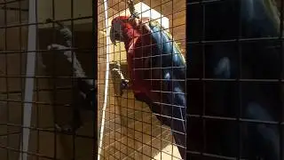 говорящий попугай #папугай