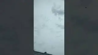 голубилетают!#shortvideo