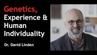 Genetics, Experience & Human Individuality – Johns Hopkins Leading Neuroscientist | Dr. David Linden