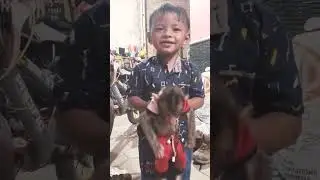 Boneka Hidup Monyet BERUK