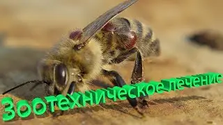 Профессор Кашковский про зоотехническое лечение