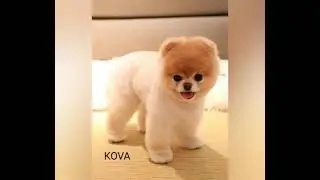 Burçlara göre tatlış  köpeklerr