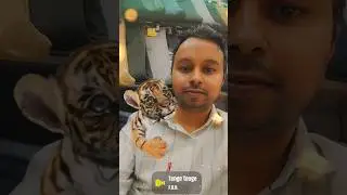 #Tiger Tenge Tenge
