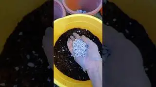 ДОБАВЬТЕ ЭТО В ЛУНКУ и крни нарастут и Насекомые уйдут