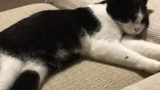MY CATS PART 10