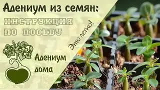 Адениум дома: Как вырастить адениум из семян. Инструкция по посеву.