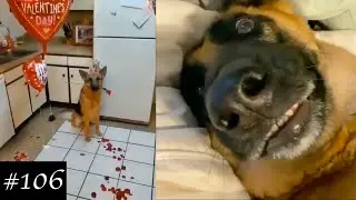 German Shepherds Compilation That You Will Surely Like ❤️🐶