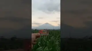 Tembakau Khas Temanggung || pohon tembakau || tembakau Temanggung