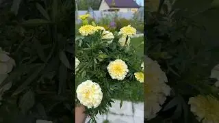 Моё вам доброе утро с дачи❤️Последний месяц лета🙏❤️🌸 #music #relaxing #nature
