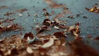 film journal 012: a windy day