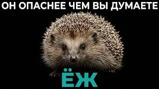 The Hedgehog: The Most Underrated Predator on Our Continent