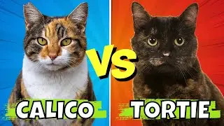 Calico vs. Tortoiseshell Cats: Key Differences & Fun Facts
