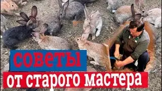 Обработка шкур кролика. Выделка шкур