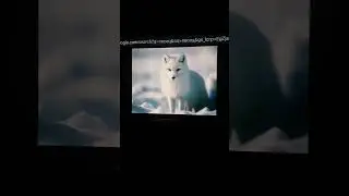 Как выглядит кицунэ Лола в реальной жизни😂😂🤣🤣