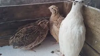Breeds of broiler quails Phoenix Texan Pharaoh Weight Feed Testicles