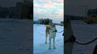 Акита ину на улице часть 5 🦁 #акита, #акитаину, #akitainu, Akita InuАкита