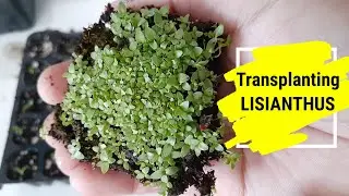 Transplanting LISIANTHUS seedling
