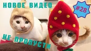 Приколы про животных. Смешное видео про котов, собак и не только. Выпуск 28