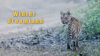 Winter Dreamland 4K | Corbett | #trending #jungle #safari #nature #forest #youtube #wildlife