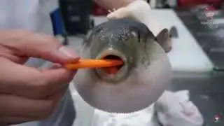 Baiacu comendo cenoura
