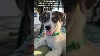 Спотлайт 3 класс. Модуль 2. Притяжательные местоимения. I - my, he-his, she-her, it-its, we-our...