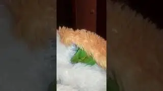 Пиррура Проша со своей любимой мягкой игрушкой